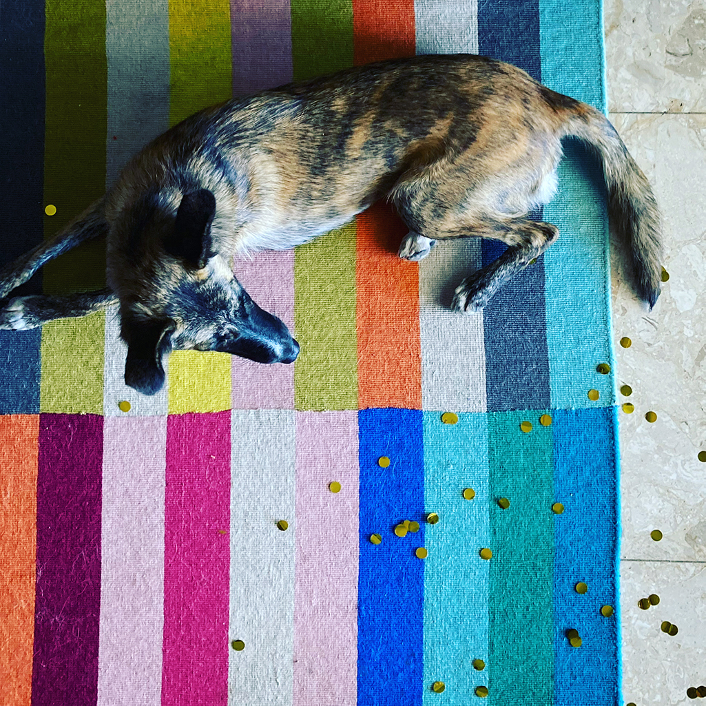 כלבה על שטיח צבעוני 