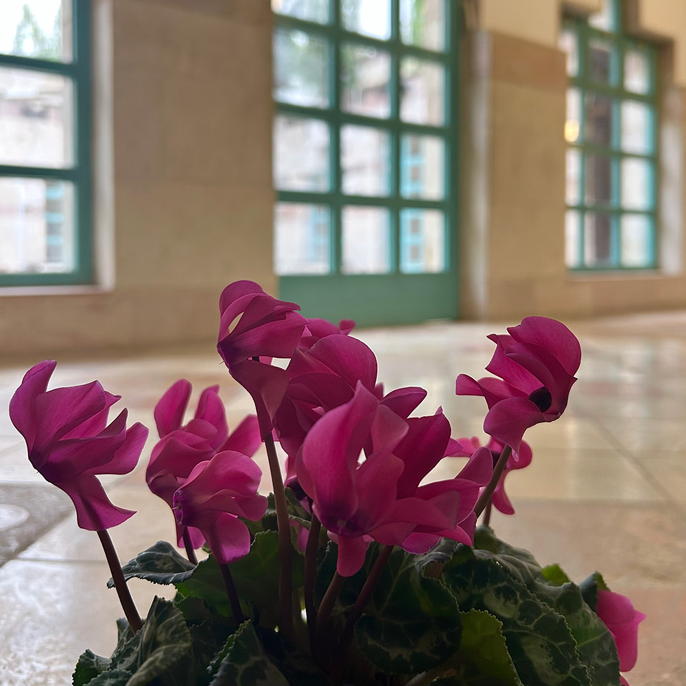 רקפות במרכז ג׳ינוגלי