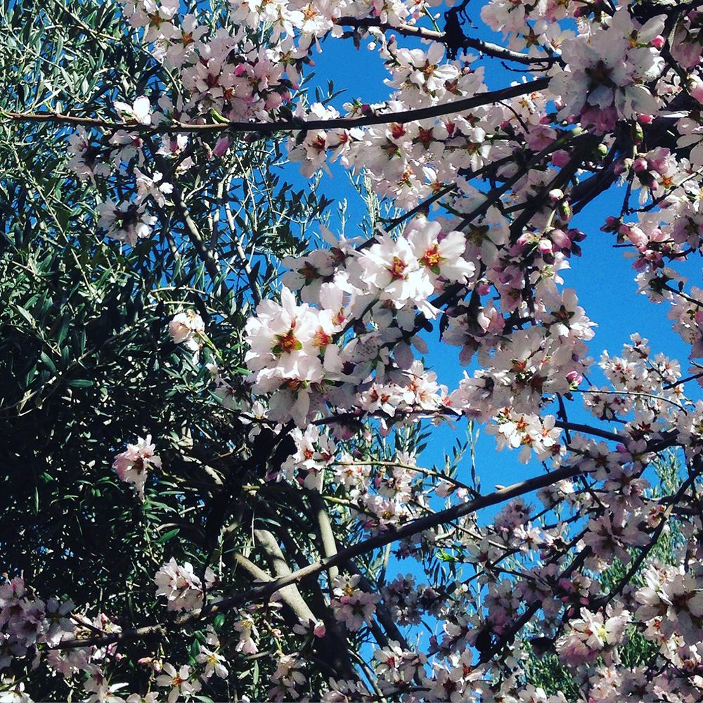 שקדיה לטו בשבט